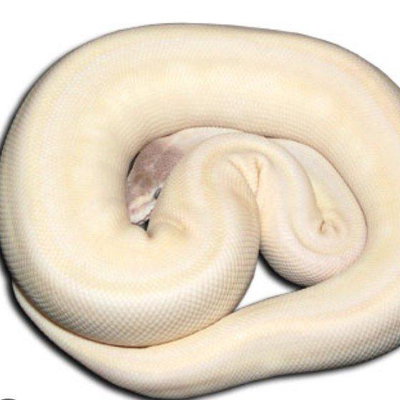 C&A Reptile 🦎 profile picture