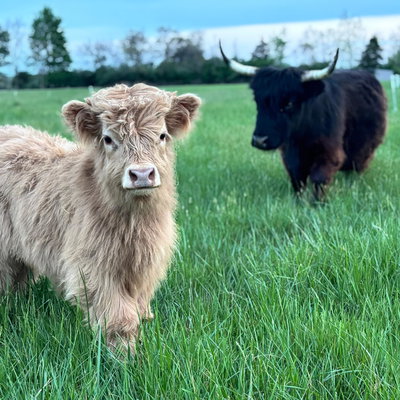 Red Belle Farm profile picture