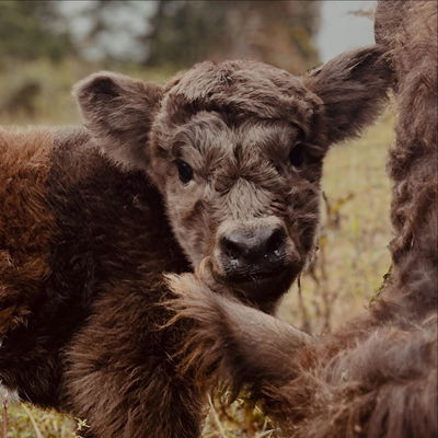 Maple profile picture