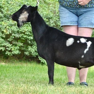 Old Mountain Farm Grey Cheek ++*B profile picture