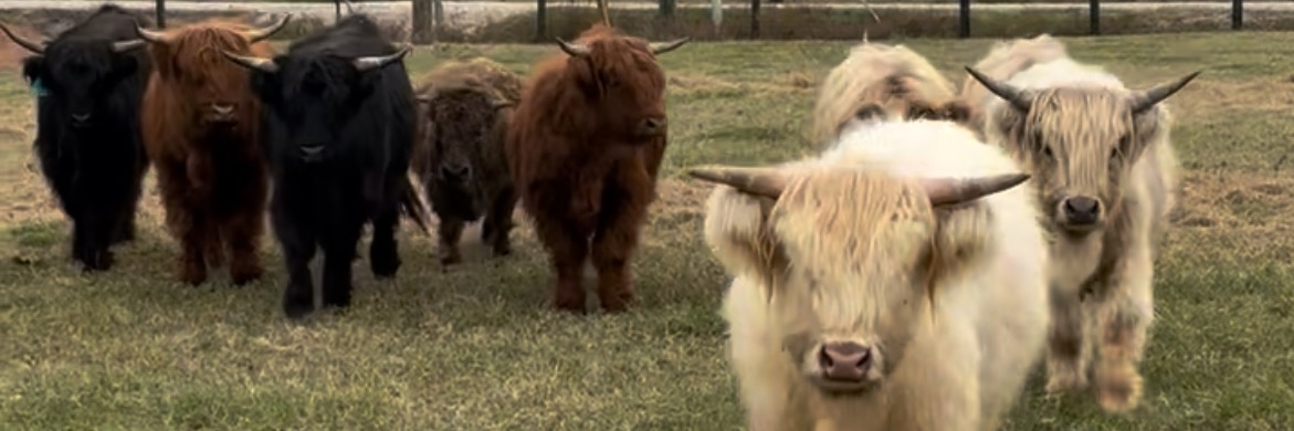 Houston Highland Cattle Company profile cover image
