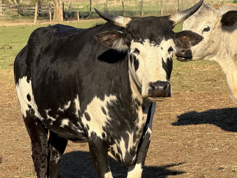 RBR Delilah