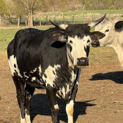 RBR Delilah profile picture