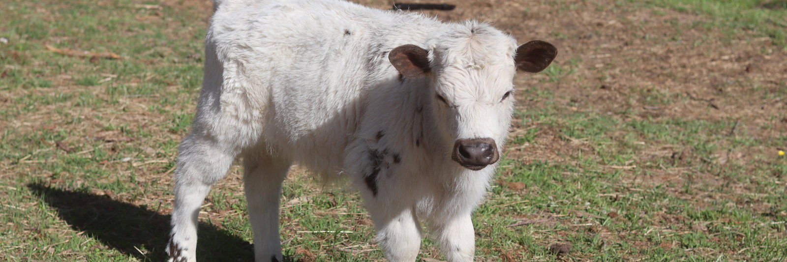 Jeb profile cover image