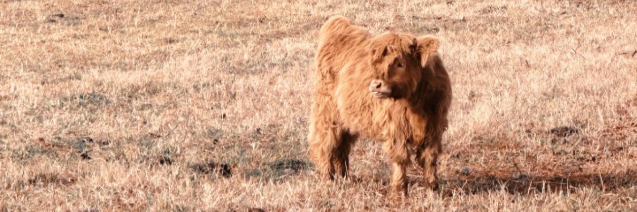 Thelma profile cover image