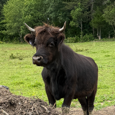 Bella profile picture