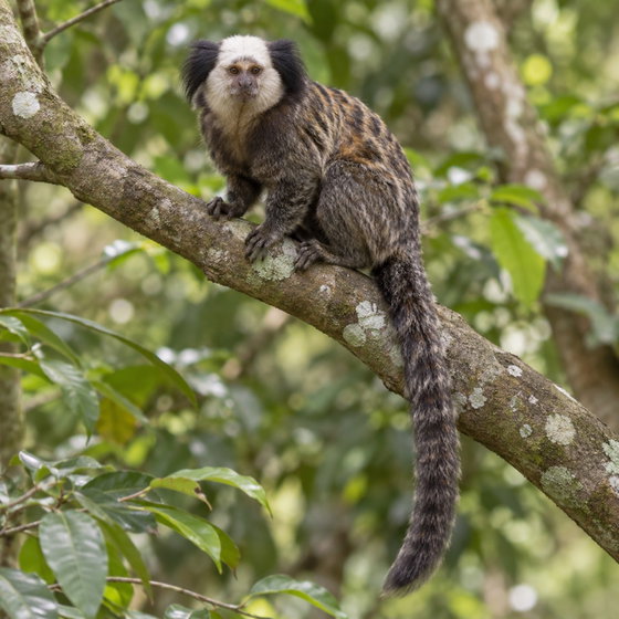 Geoffroy's marmoset