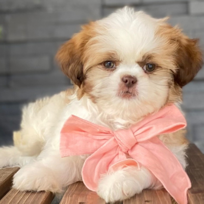 Milla profile picture