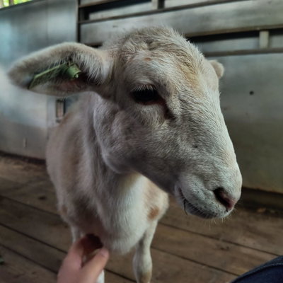 Elsa profile picture