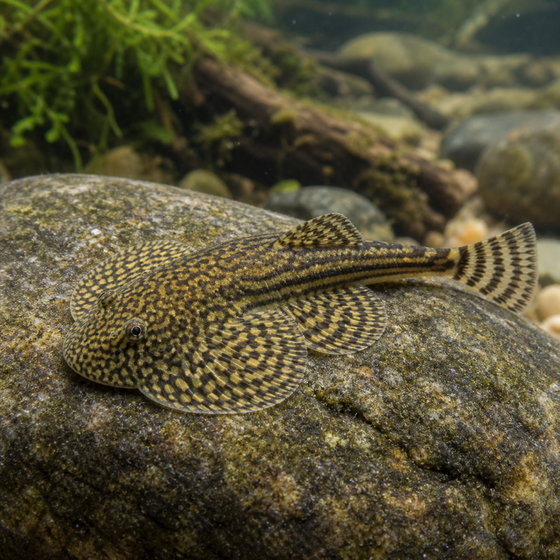 Sewellia lineolata