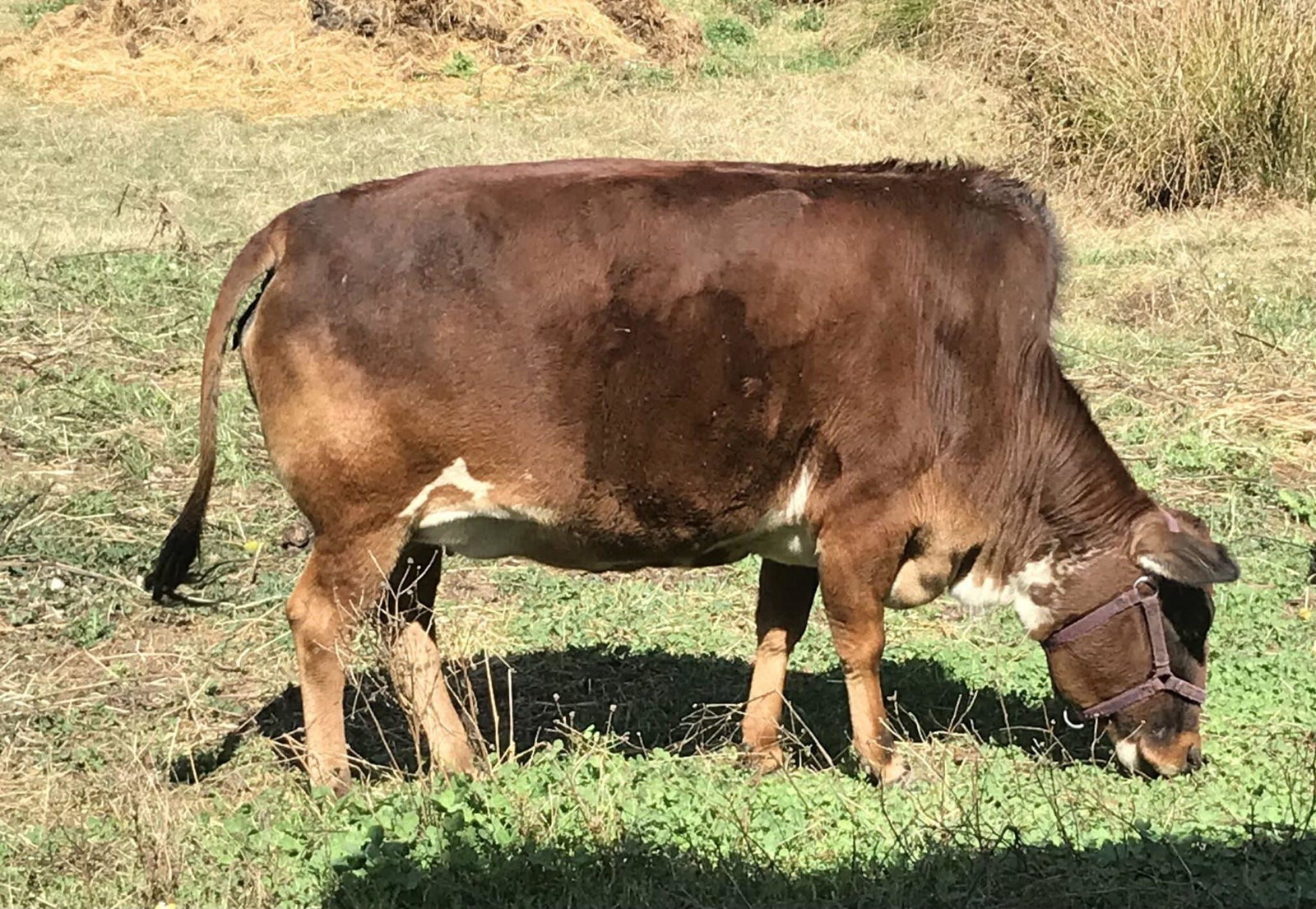Buffalo Hill Splash