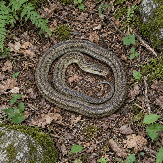 Japanese rat snake