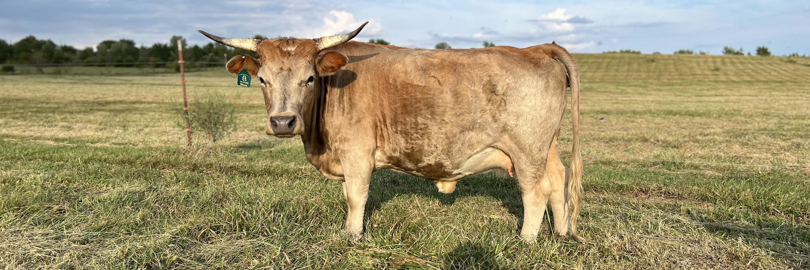 CCR Mesa profile cover image