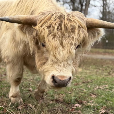 Ghost profile picture