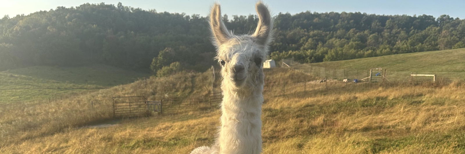 PPWI Elwood Cashmere Legacy profile cover image