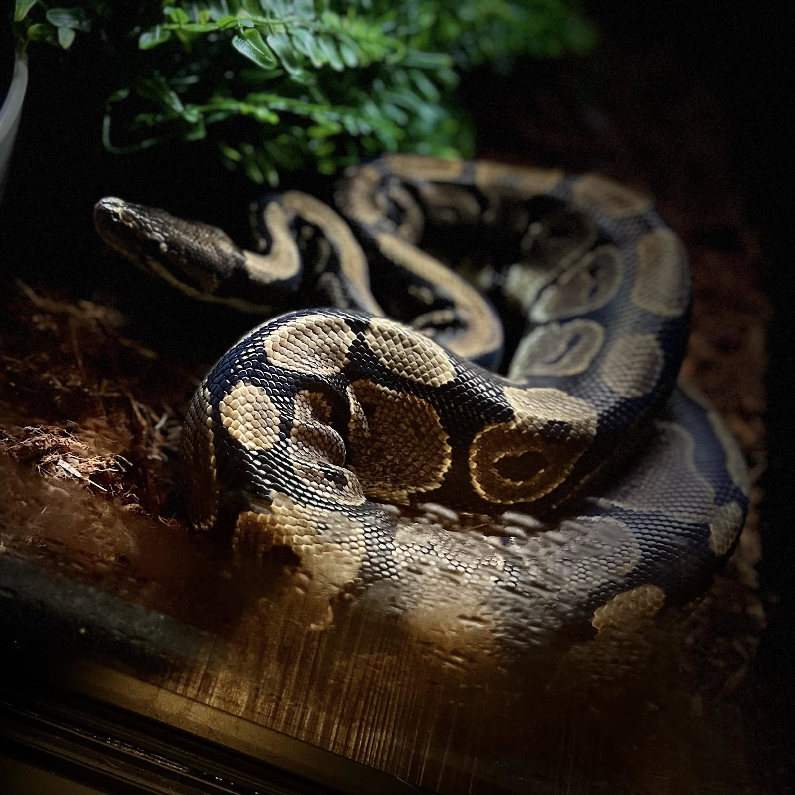 Otis