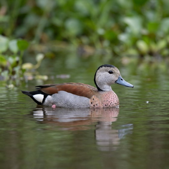 ringed teal
