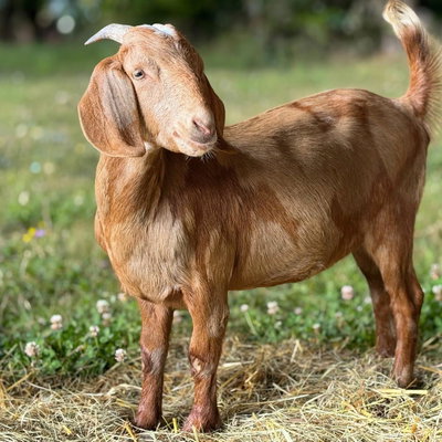 Carmella profile picture