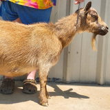 SG Farm Oldesouth La Bootsie 3*M