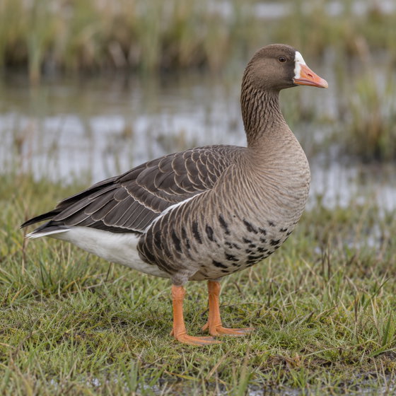 greater white-fronted goose