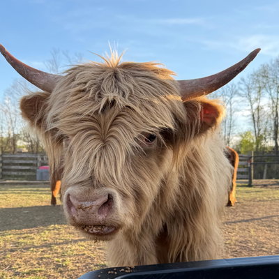 RBR Waylon profile picture