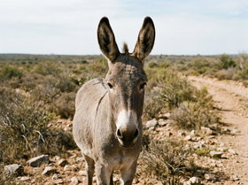Donkey