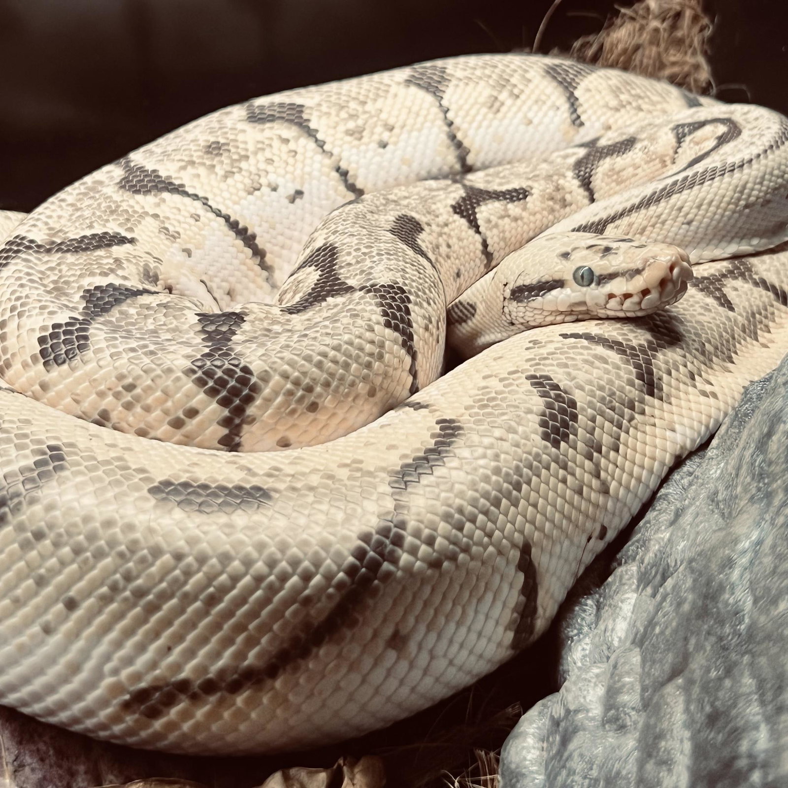 Vanilla