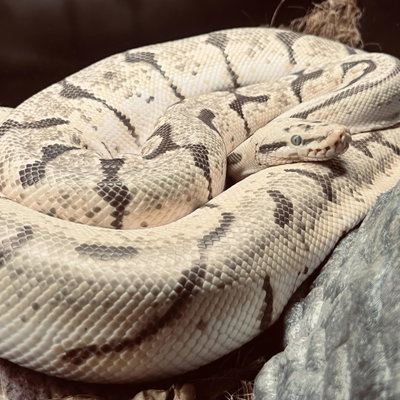 Vanilla profile picture