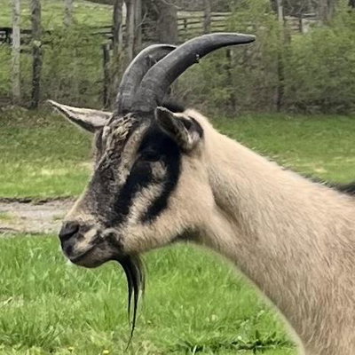 Saoirse profile picture