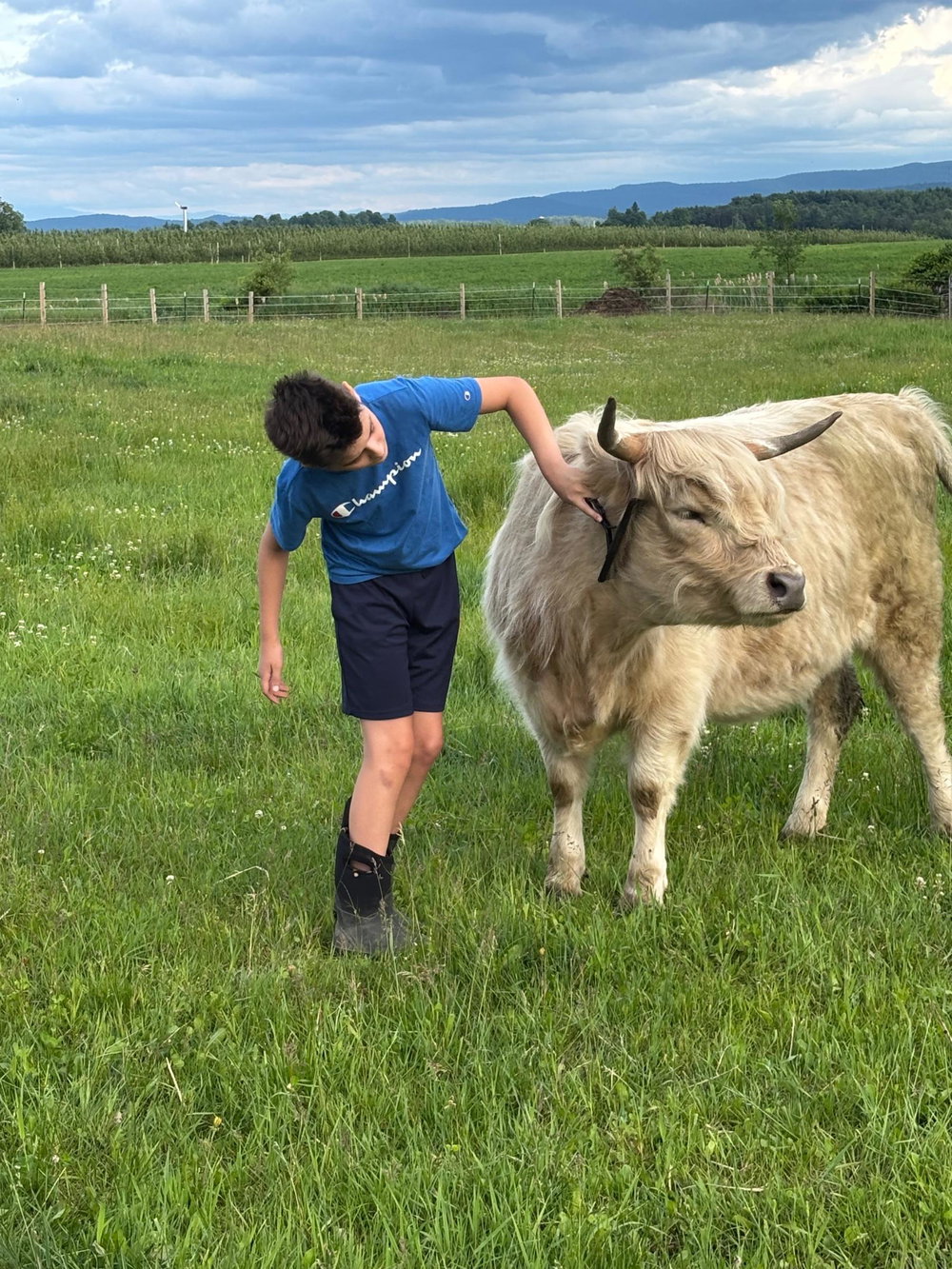 Cow Cuddle Day, photo 15