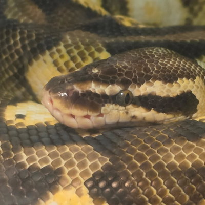 Nagini profile picture