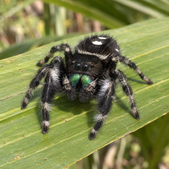 regal jumping spider