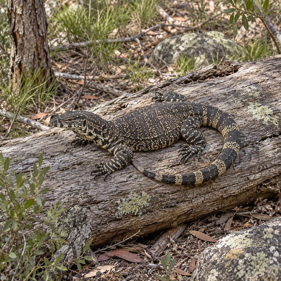 lace monitor