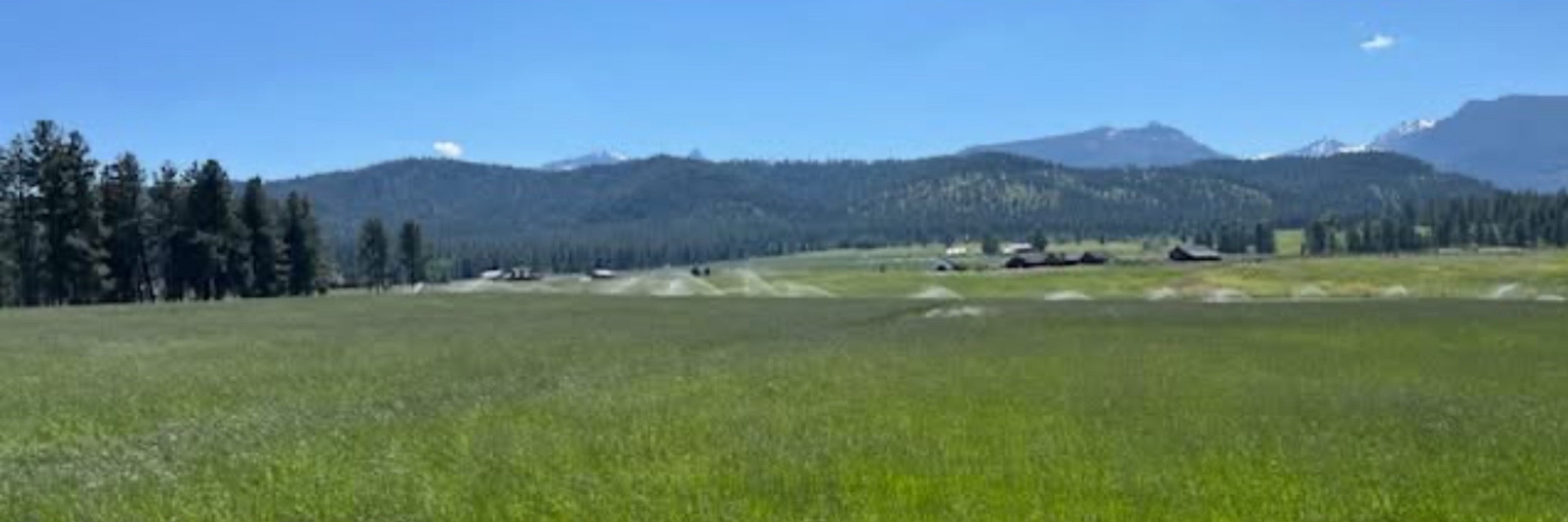 Montana Mini Cattle profile cover image