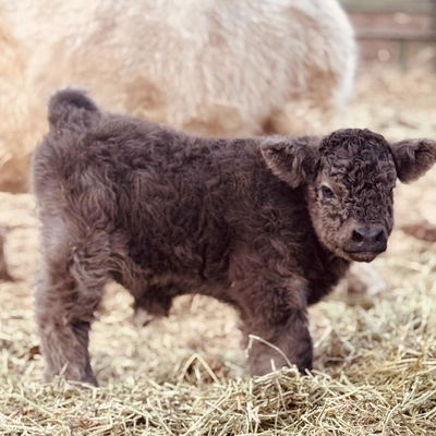 Goliath profile picture