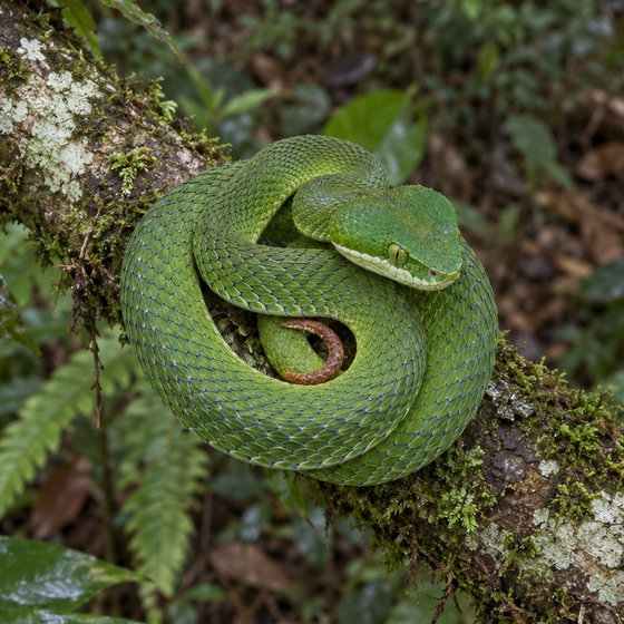 white-lipped island pitviper