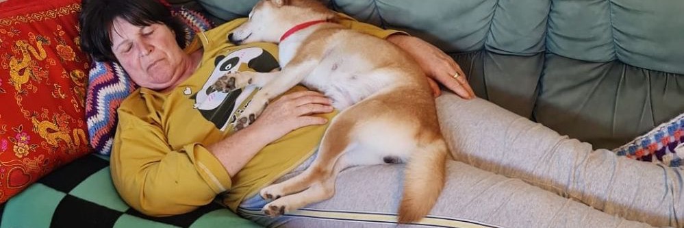 Shiba Inu Haven profile cover image
