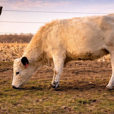 Daisy profile picture