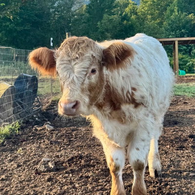 Wrangler profile picture