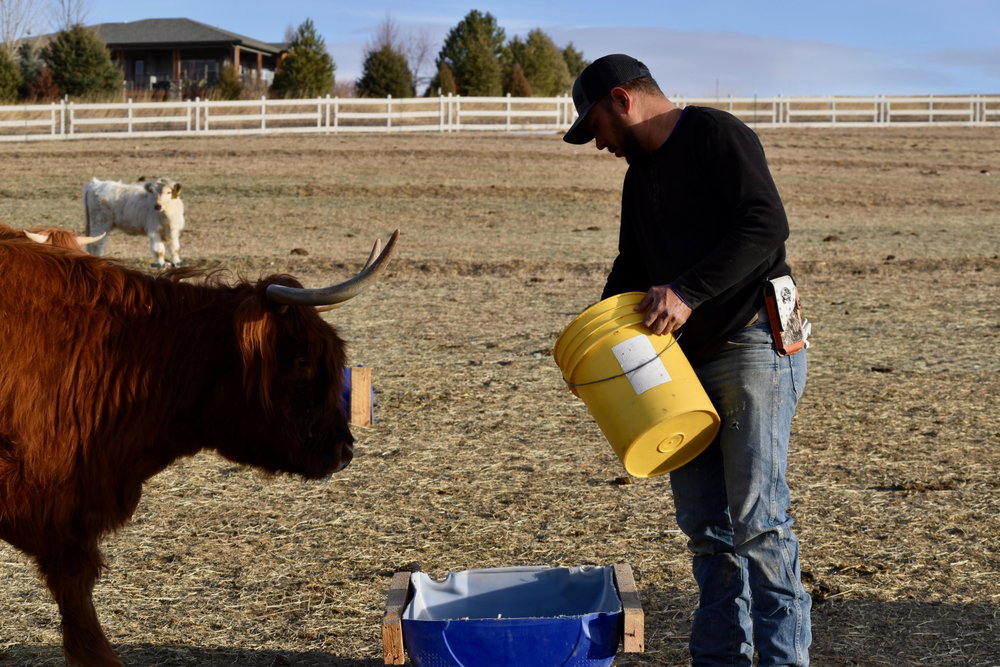 Colorado Cattle Boarding, photo 3