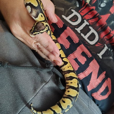 Hades profile picture