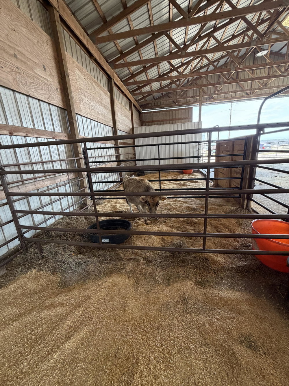 Premium Cattle/Calf Boarding, photo 10