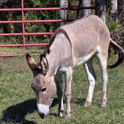 Tassie Rae profile picture
