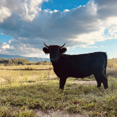 Sally profile picture