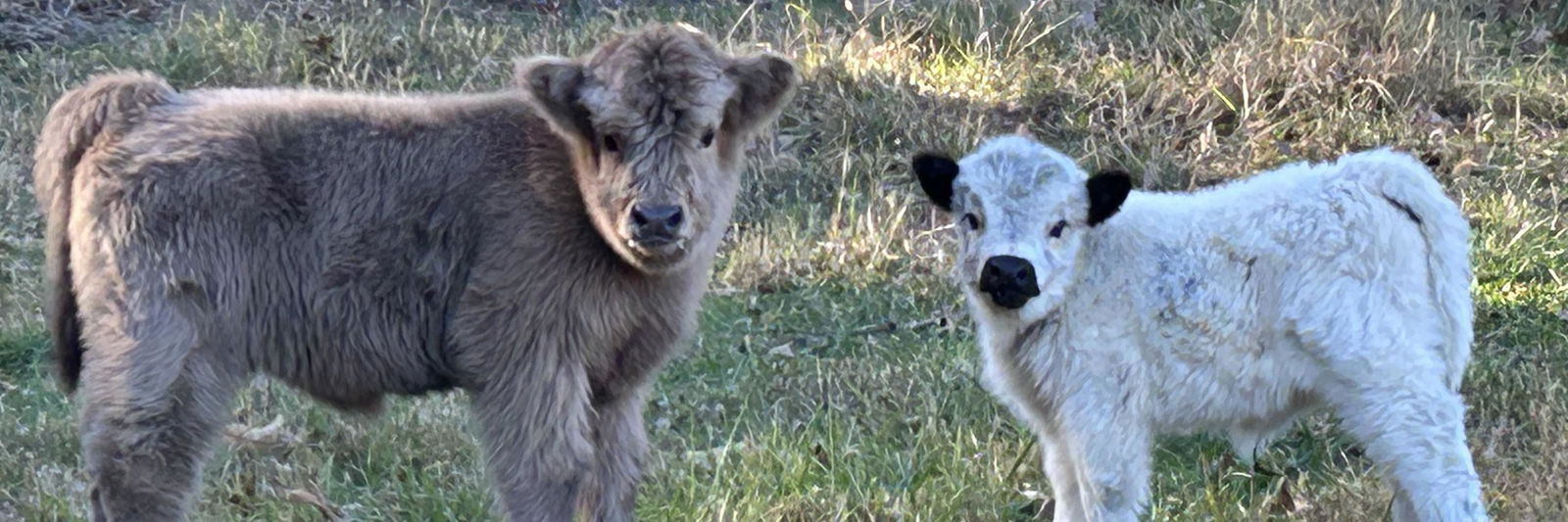 Coleman Creek Highlands LLC profile cover image