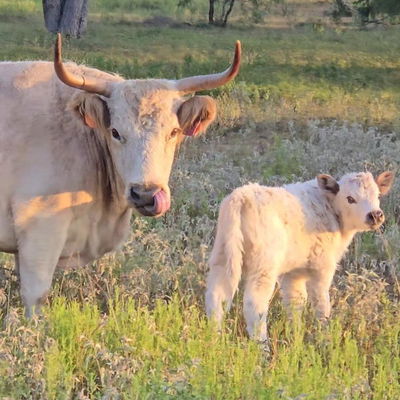 Sunkissed Meadows profile picture