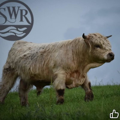 SWR Moonshine profile picture