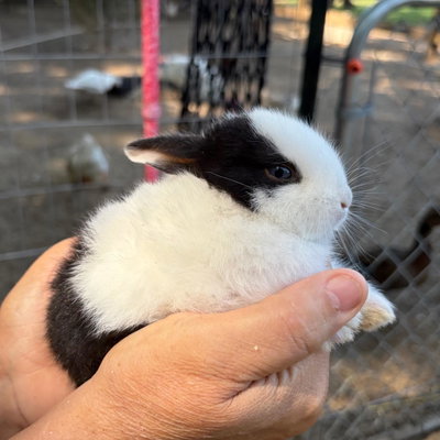 Bun Buns profile picture
