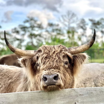 Levi profile picture