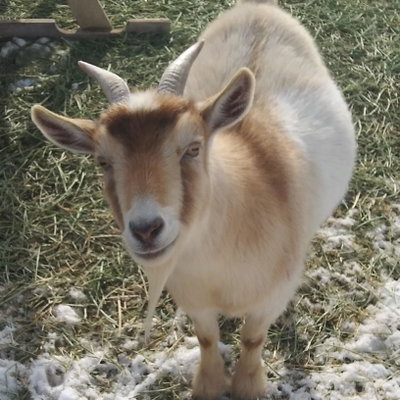 WesCo Gisela profile picture